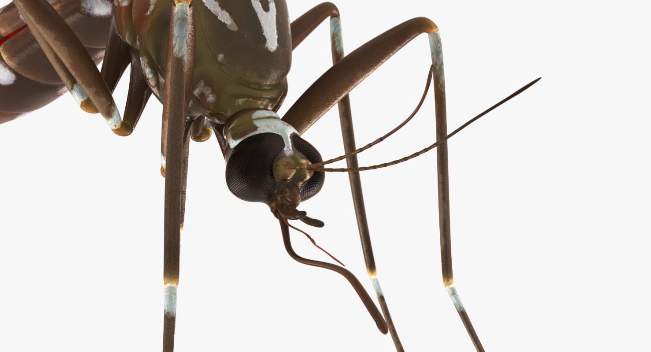 3D model Mosquito Rigged