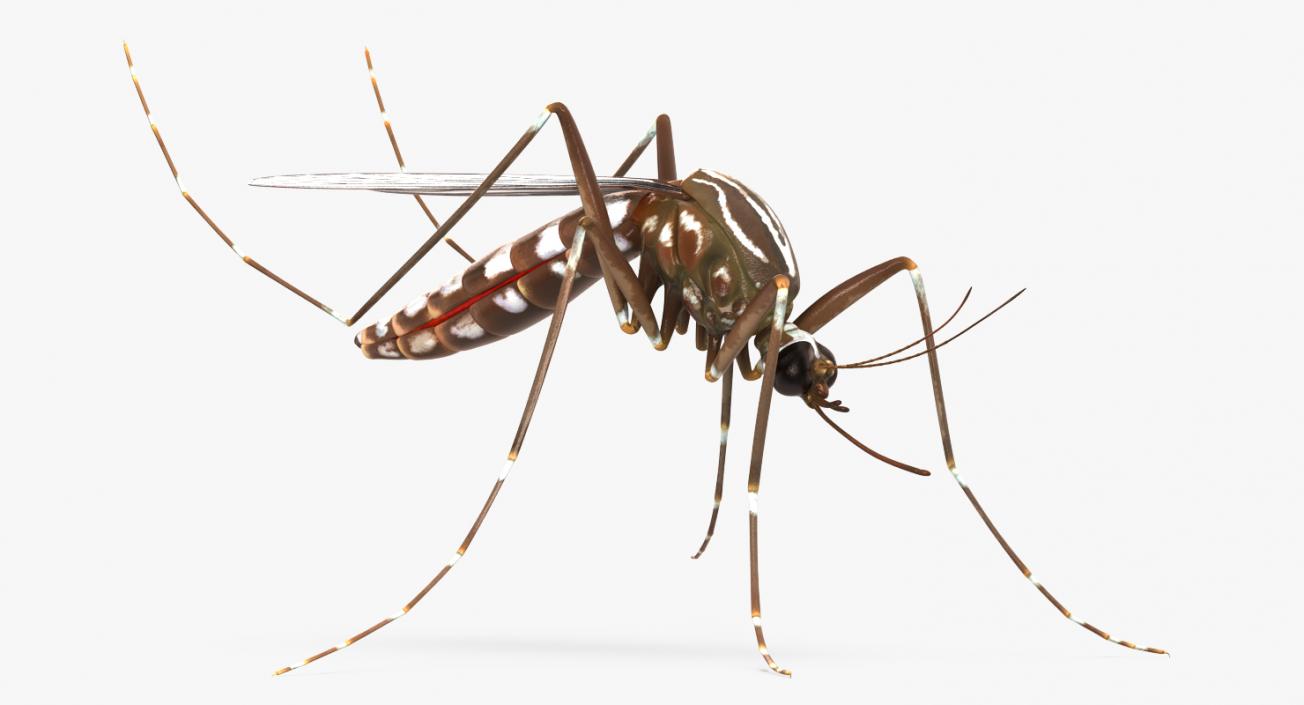 3D model Mosquito Rigged