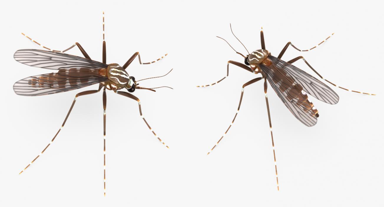 3D model Mosquito Rigged