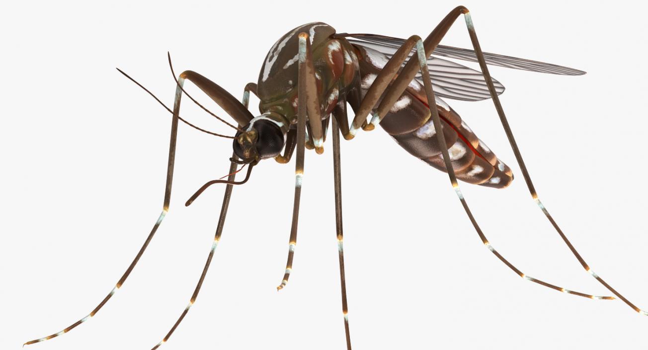 3D model Mosquito Rigged