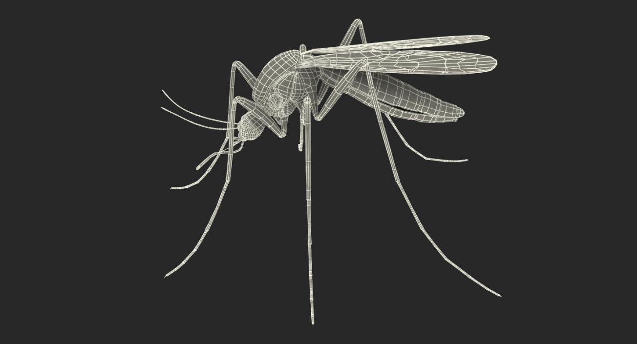 3D model Mosquito Rigged