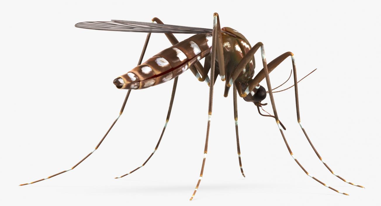 3D model Mosquito Rigged