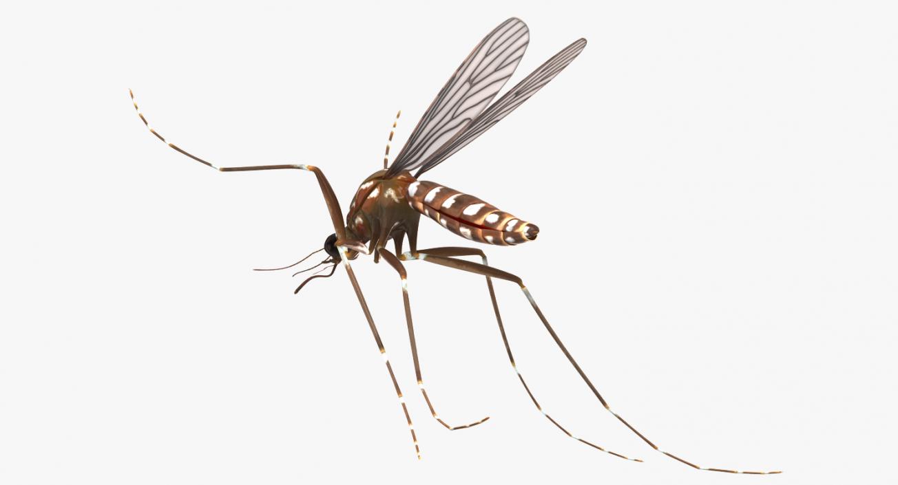 3D model Mosquito Rigged