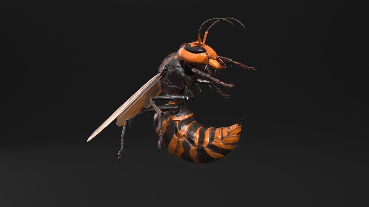 Northern Giant Hornet Fur Attack Pose 2 3D model