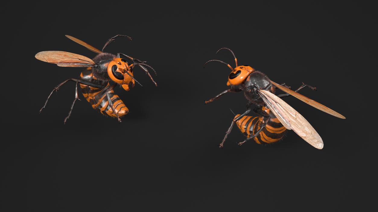 Northern Giant Hornet Fur Attack Pose 2 3D model