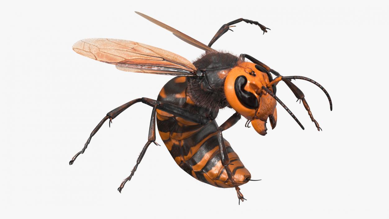 Northern Giant Hornet Fur Attack Pose 2 3D model