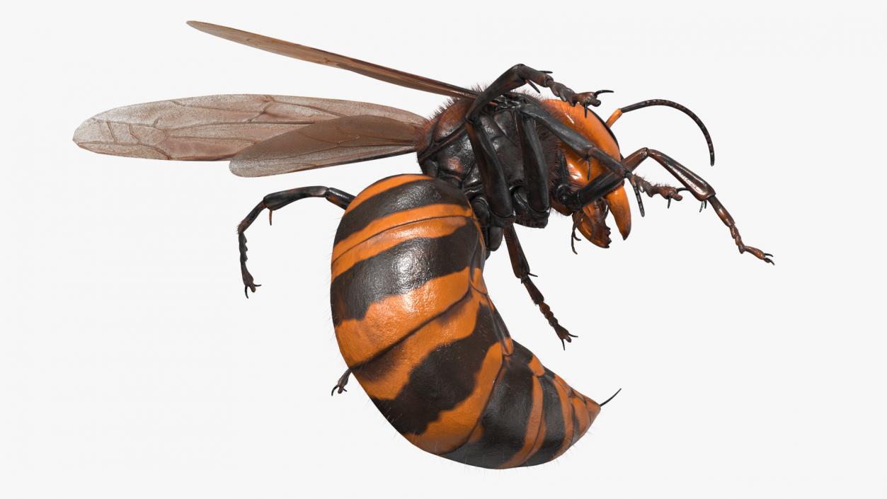 Northern Giant Hornet Fur Attack Pose 2 3D model