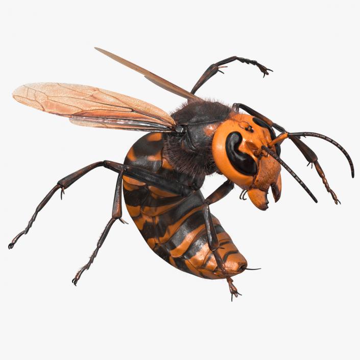 Northern Giant Hornet Fur Attack Pose 2 3D model