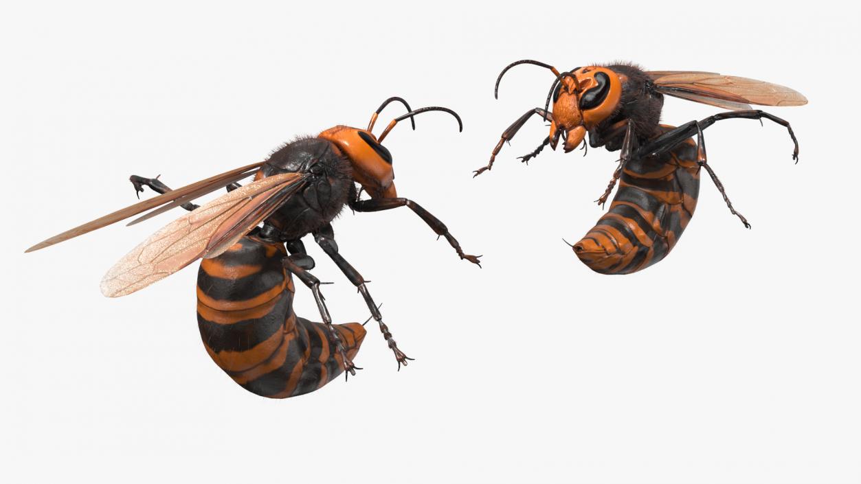 Northern Giant Hornet Fur Attack Pose 2 3D model