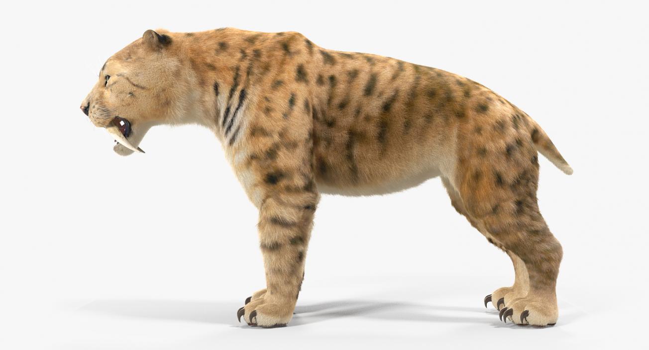 3D Saber Tooth Tiger with Fur