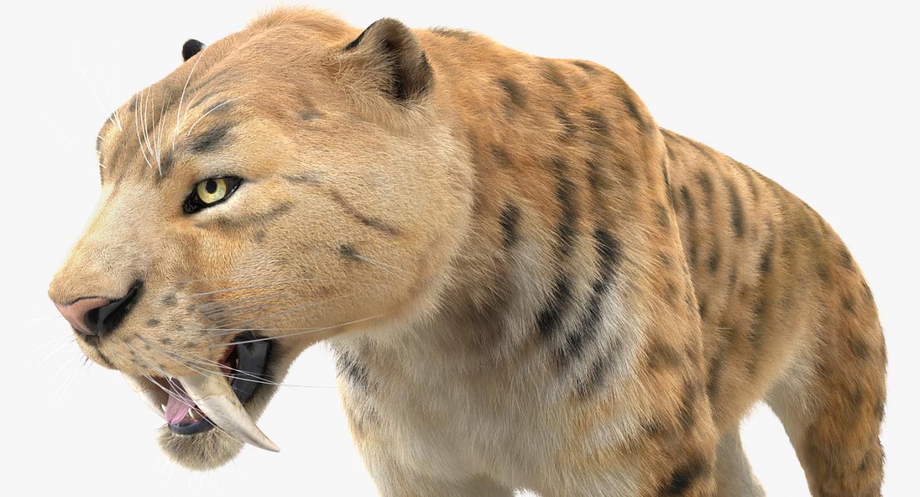 3D Saber Tooth Tiger with Fur