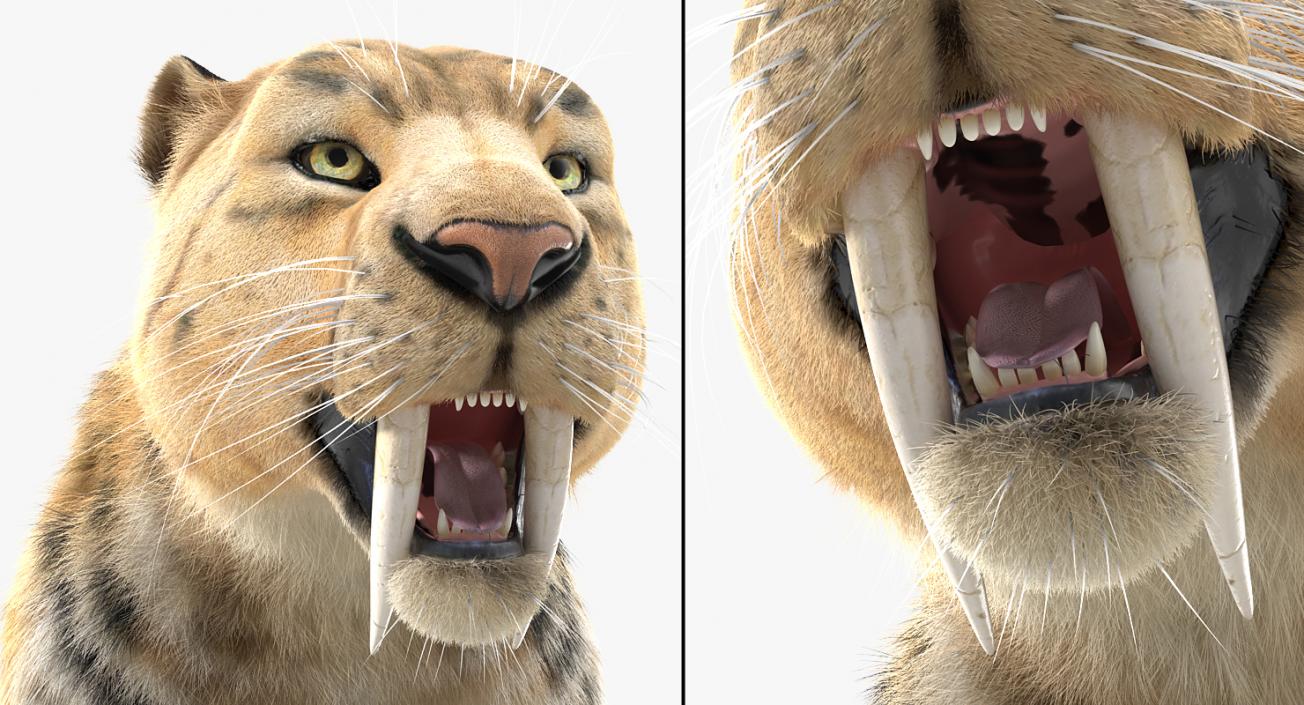 3D Saber Tooth Tiger with Fur