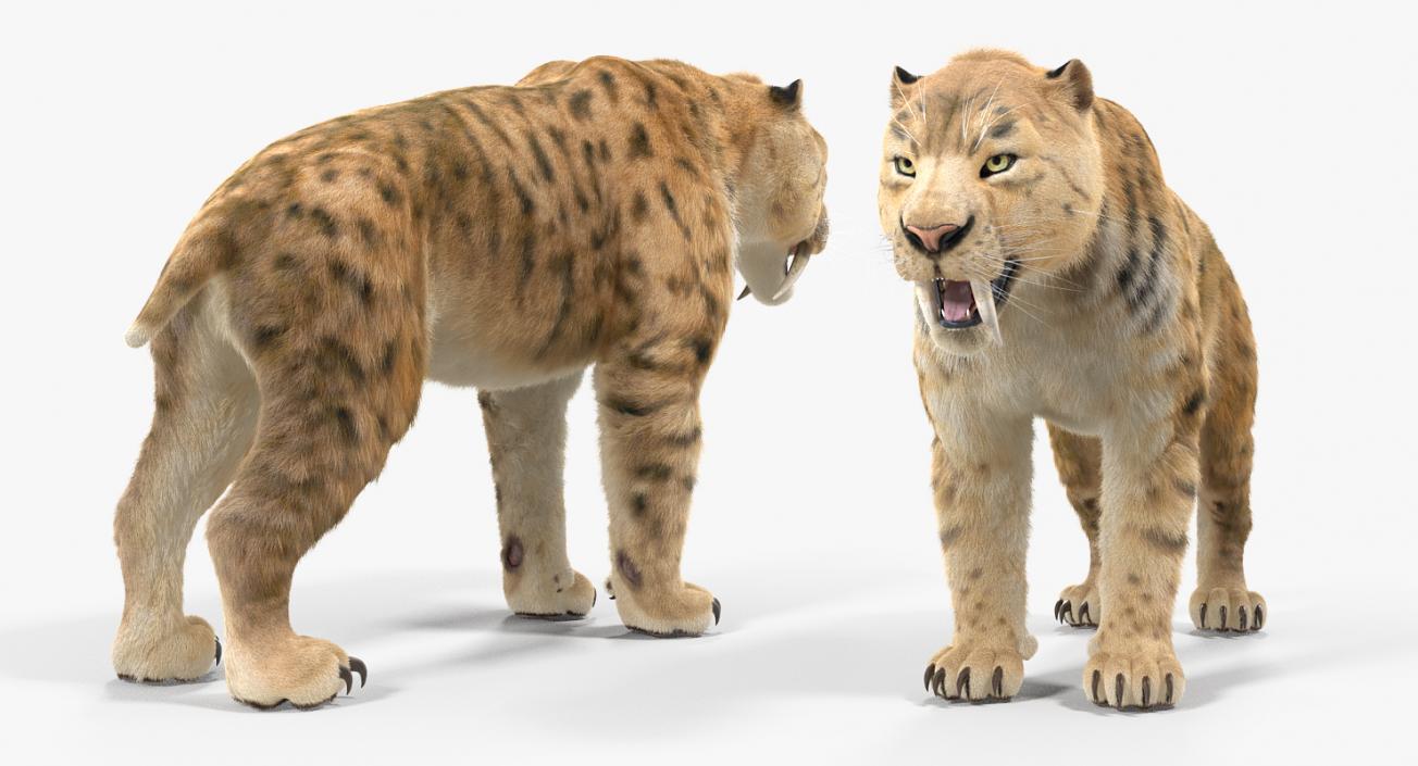 3D Saber Tooth Tiger with Fur