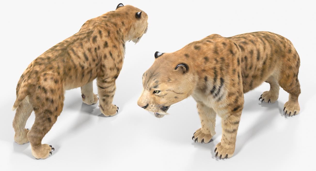 3D Saber Tooth Tiger with Fur