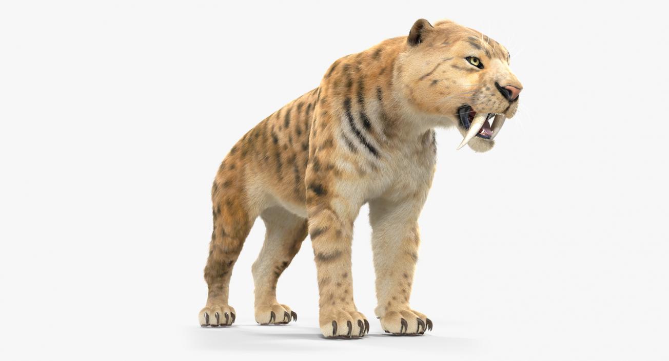 3D Saber Tooth Tiger with Fur