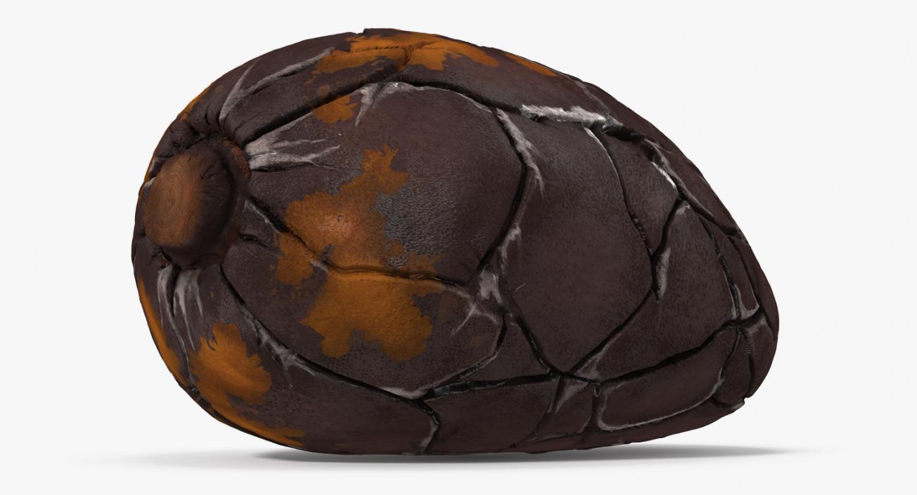 3D Cacao Fruits and Beans Collection model