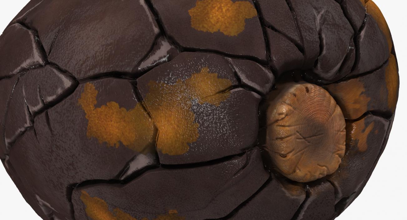 3D Cacao Fruits and Beans Collection model