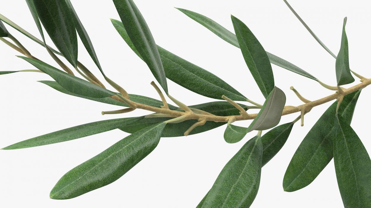 Olive Tree Branch No Olives 3D