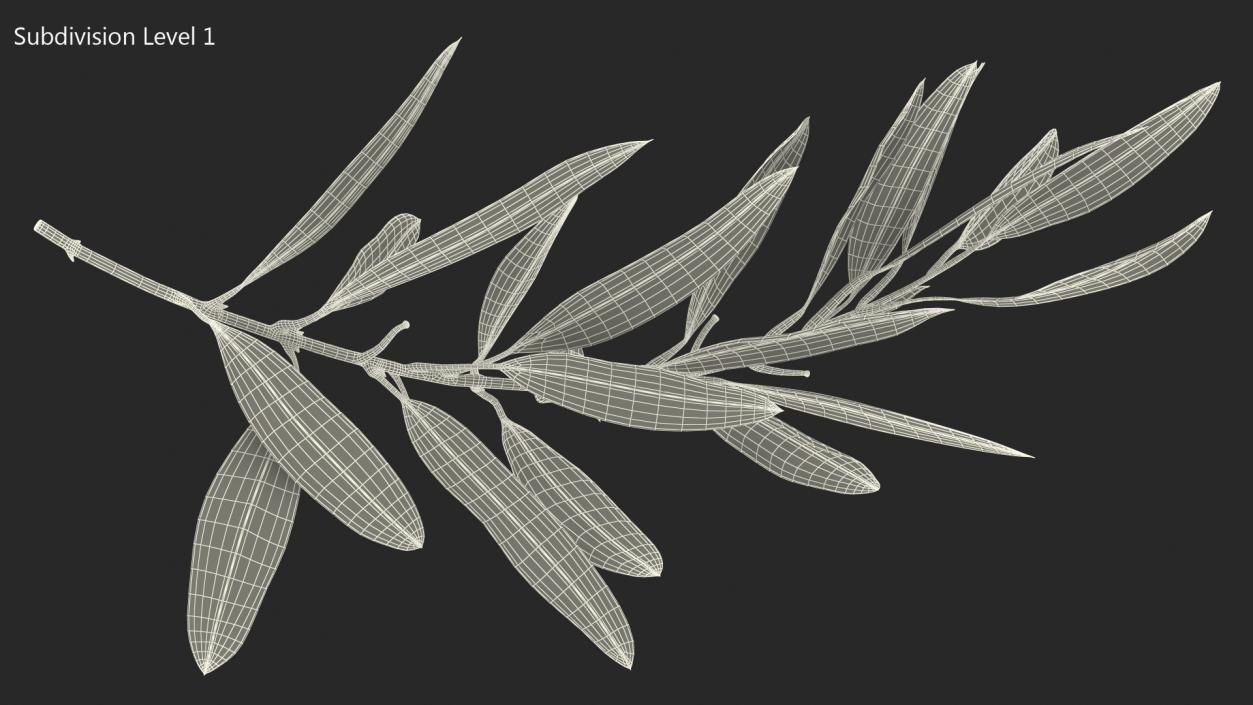 Olive Tree Branch No Olives 3D