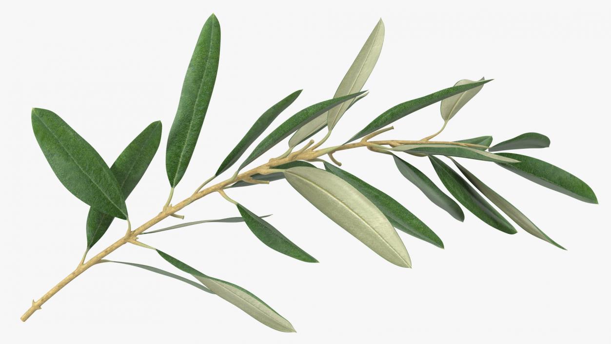 Olive Tree Branch No Olives 3D