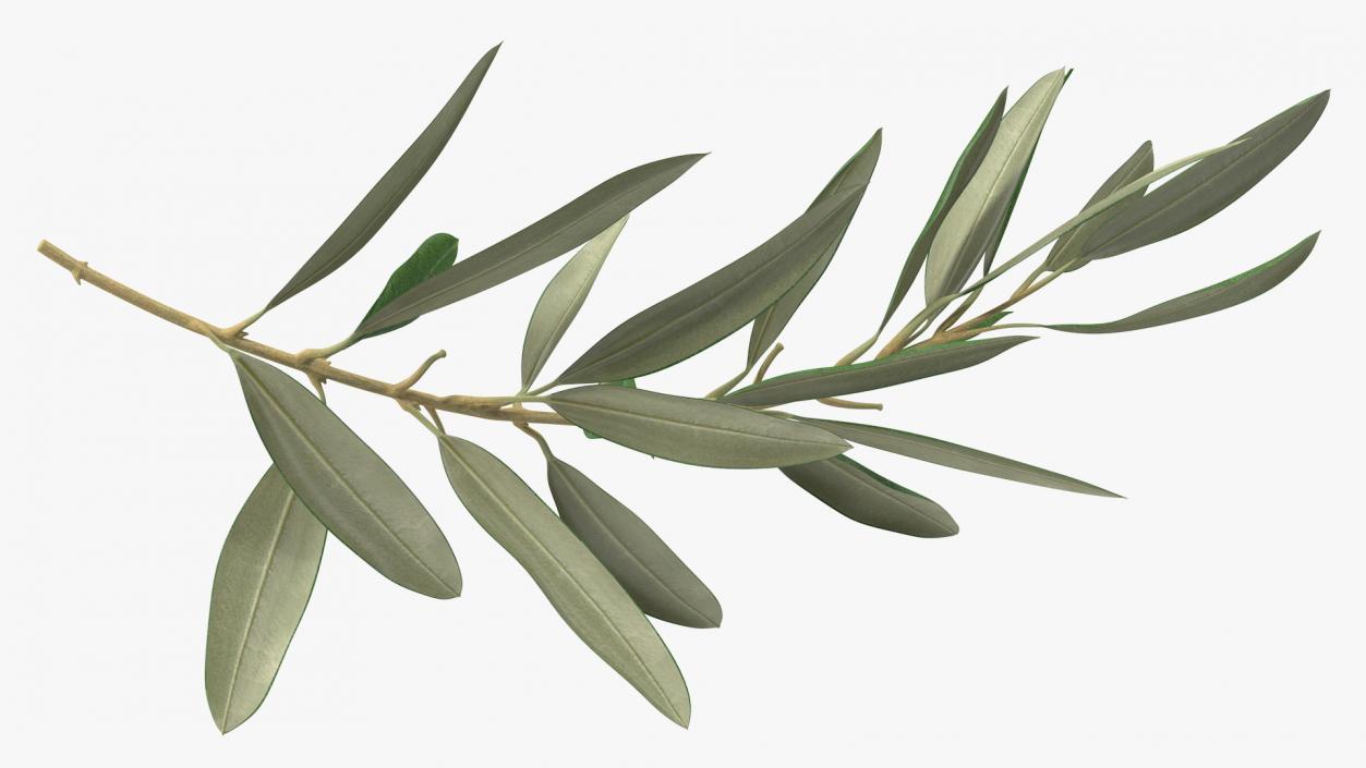 Olive Tree Branch No Olives 3D