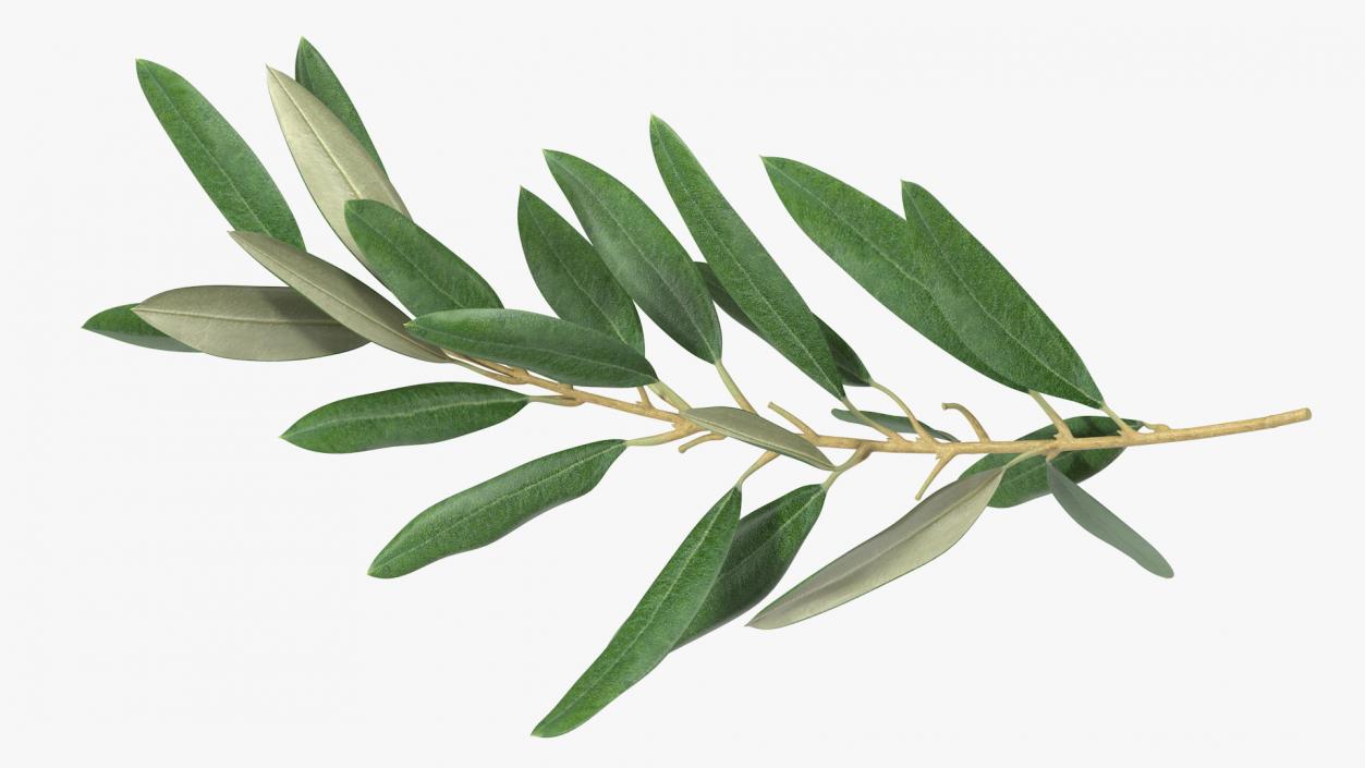 Olive Tree Branch No Olives 3D