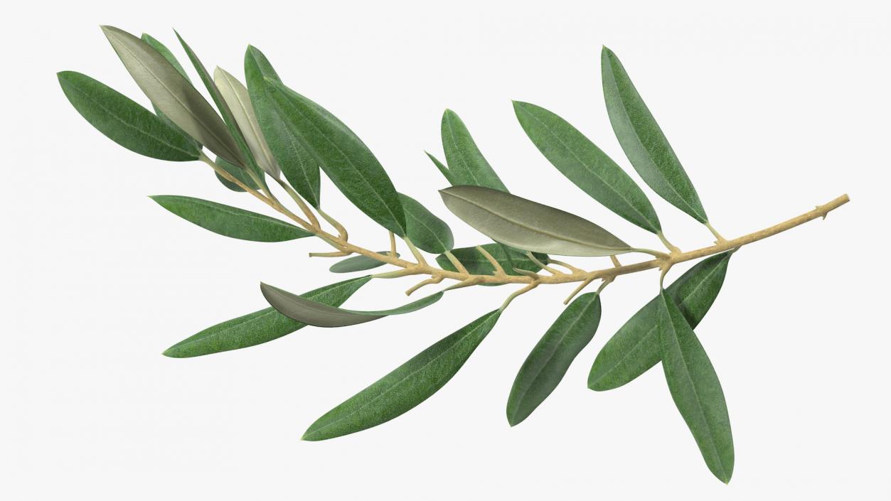 Olive Tree Branch No Olives 3D