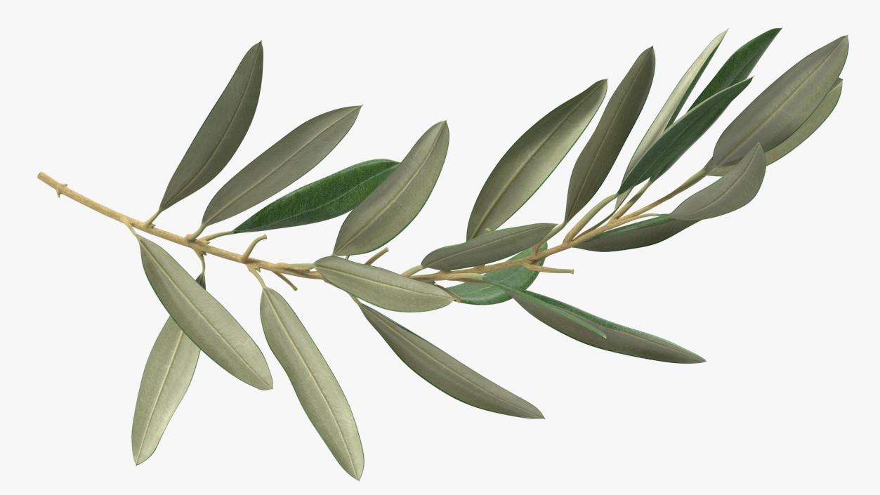 Olive Tree Branch No Olives 3D