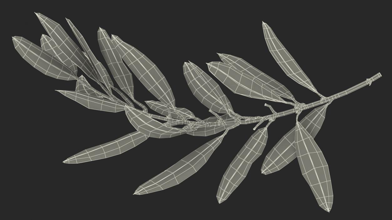 Olive Tree Branch No Olives 3D