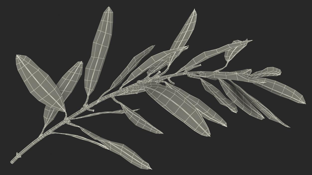 Olive Tree Branch No Olives 3D