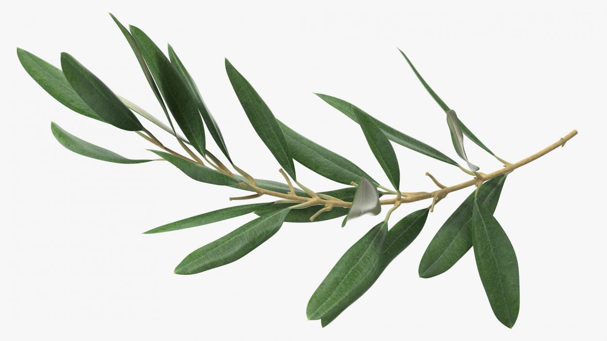 Olive Tree Branch No Olives 3D