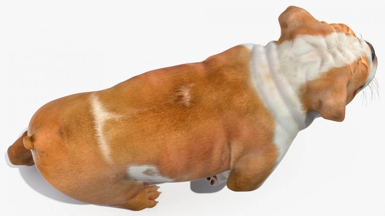 3D model Walking Bulldog