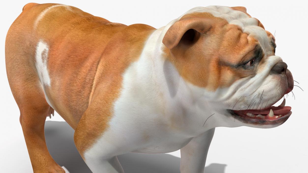 3D model Walking Bulldog