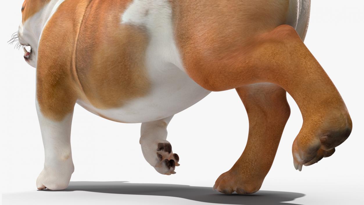 3D model Walking Bulldog