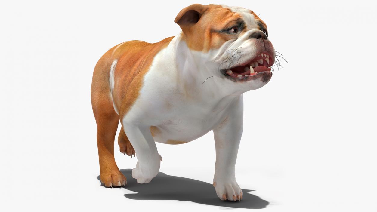 3D model Walking Bulldog