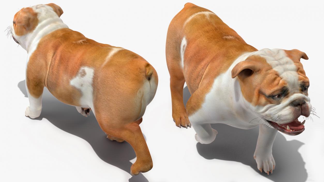 3D model Walking Bulldog