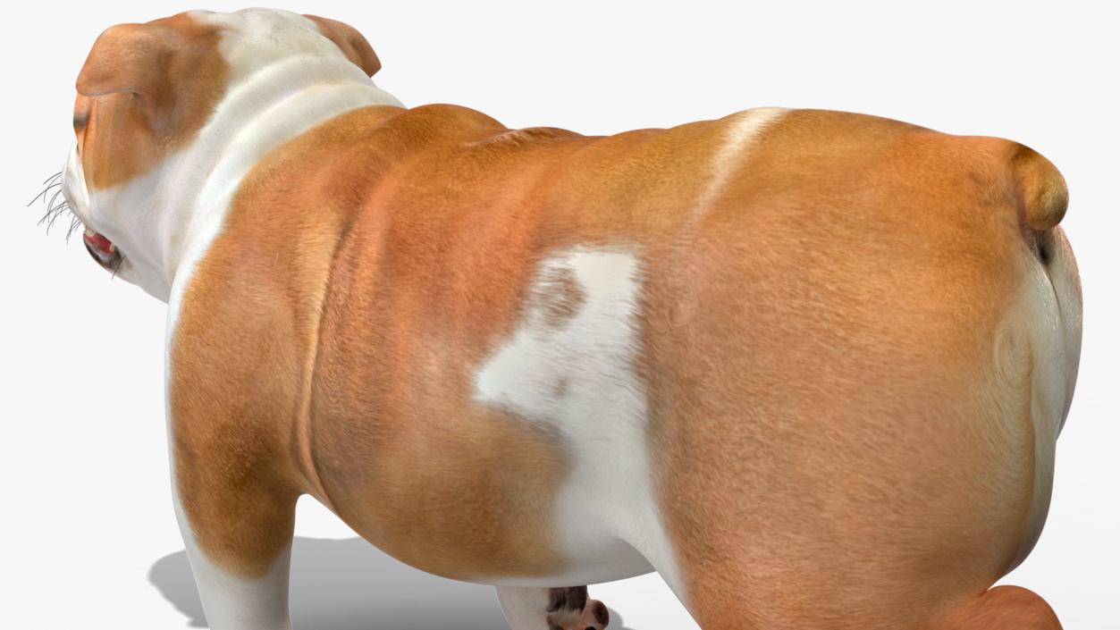 3D model Walking Bulldog