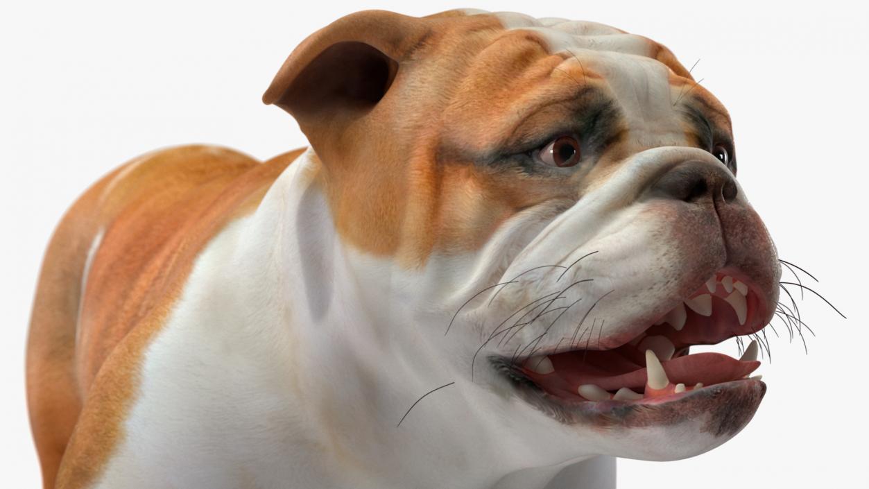 3D model Walking Bulldog