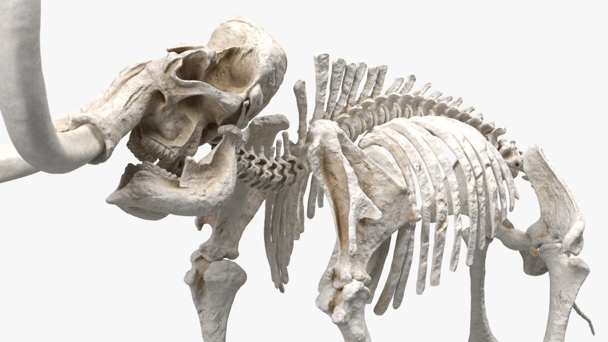 Mammoth Skeleton Clean Bones Standing Pose 3D