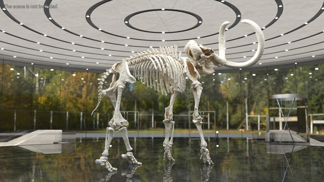 Mammoth Skeleton Clean Bones Standing Pose 3D