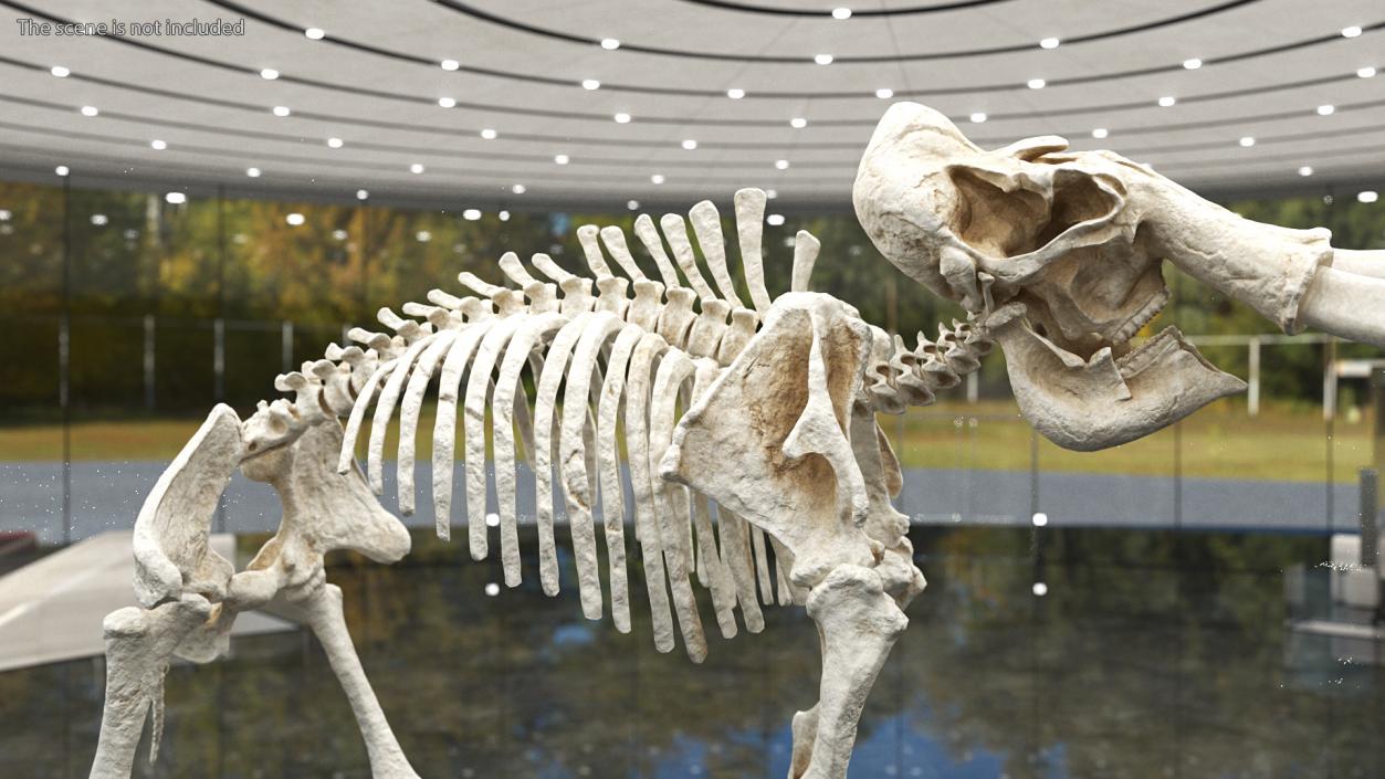 Mammoth Skeleton Clean Bones Standing Pose 3D