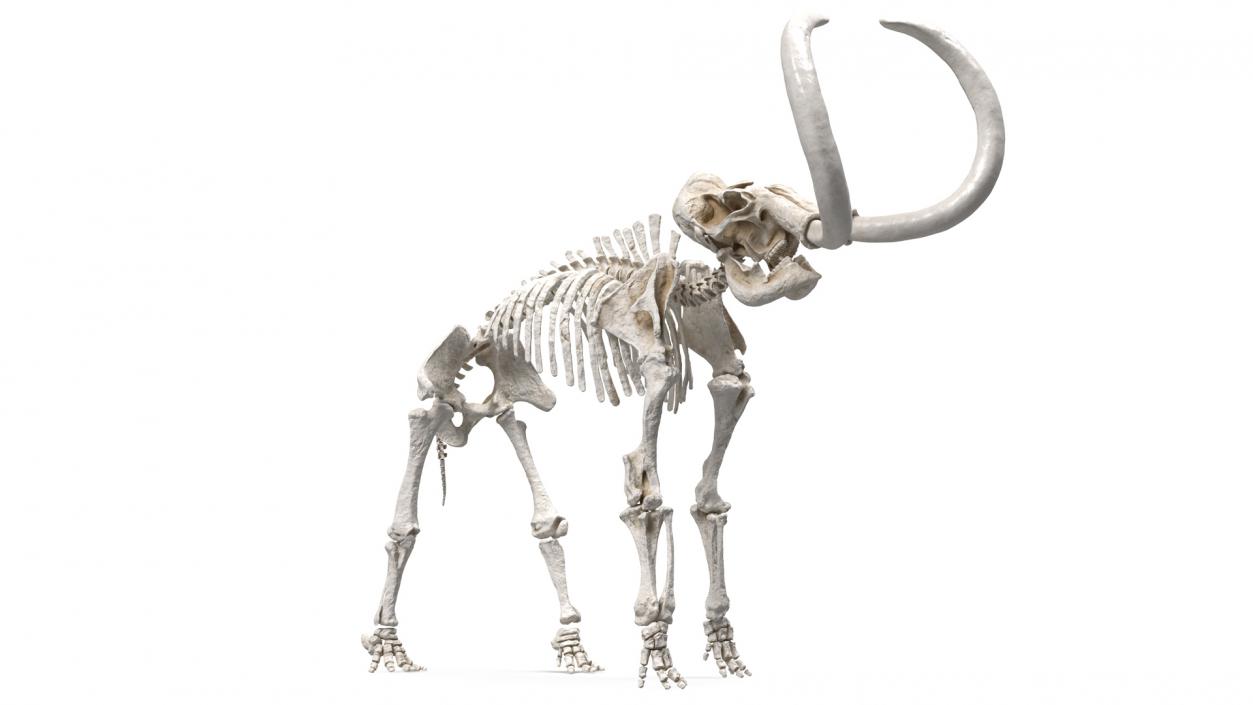 Mammoth Skeleton Clean Bones Standing Pose 3D