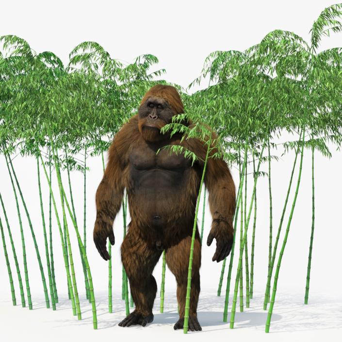 3D Big Ape Gigantopithecus in Bamboo Grove Fur model