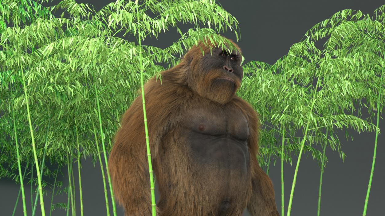 3D Big Ape Gigantopithecus in Bamboo Grove Fur model