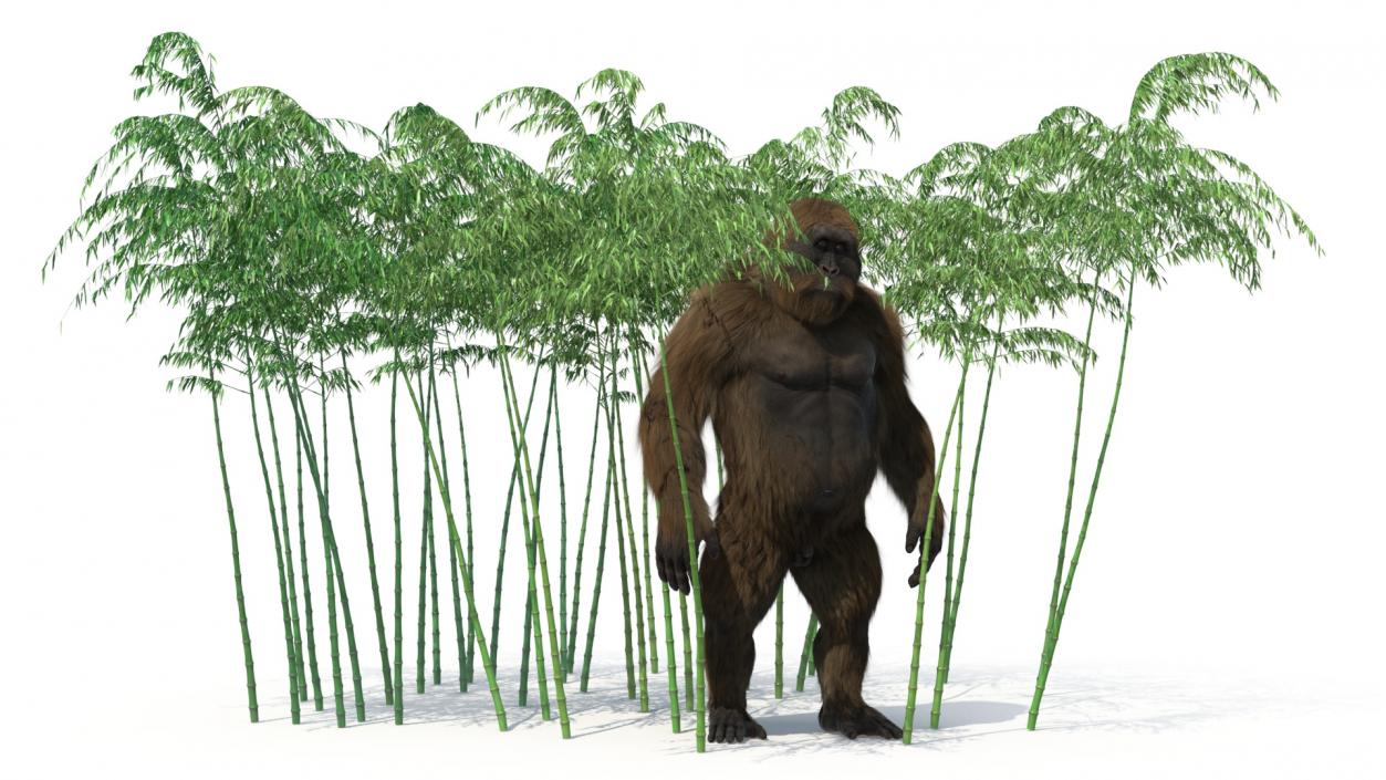 3D Big Ape Gigantopithecus in Bamboo Grove Fur model