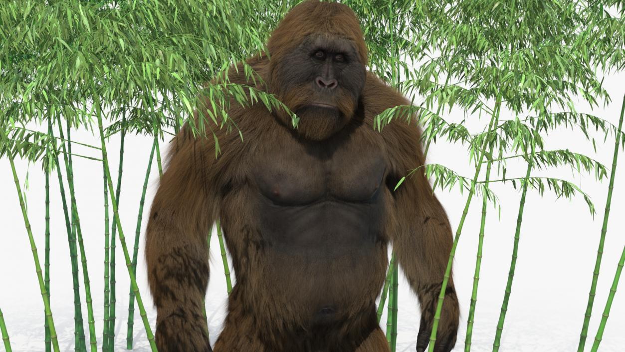 3D Big Ape Gigantopithecus in Bamboo Grove Fur model