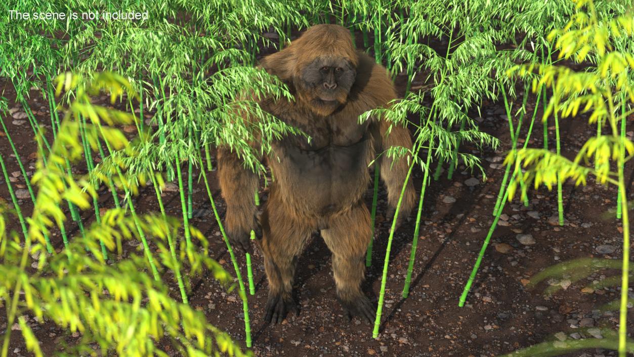 3D Big Ape Gigantopithecus in Bamboo Grove Fur model