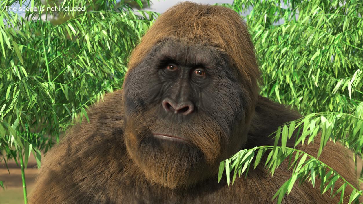 3D Big Ape Gigantopithecus in Bamboo Grove Fur model