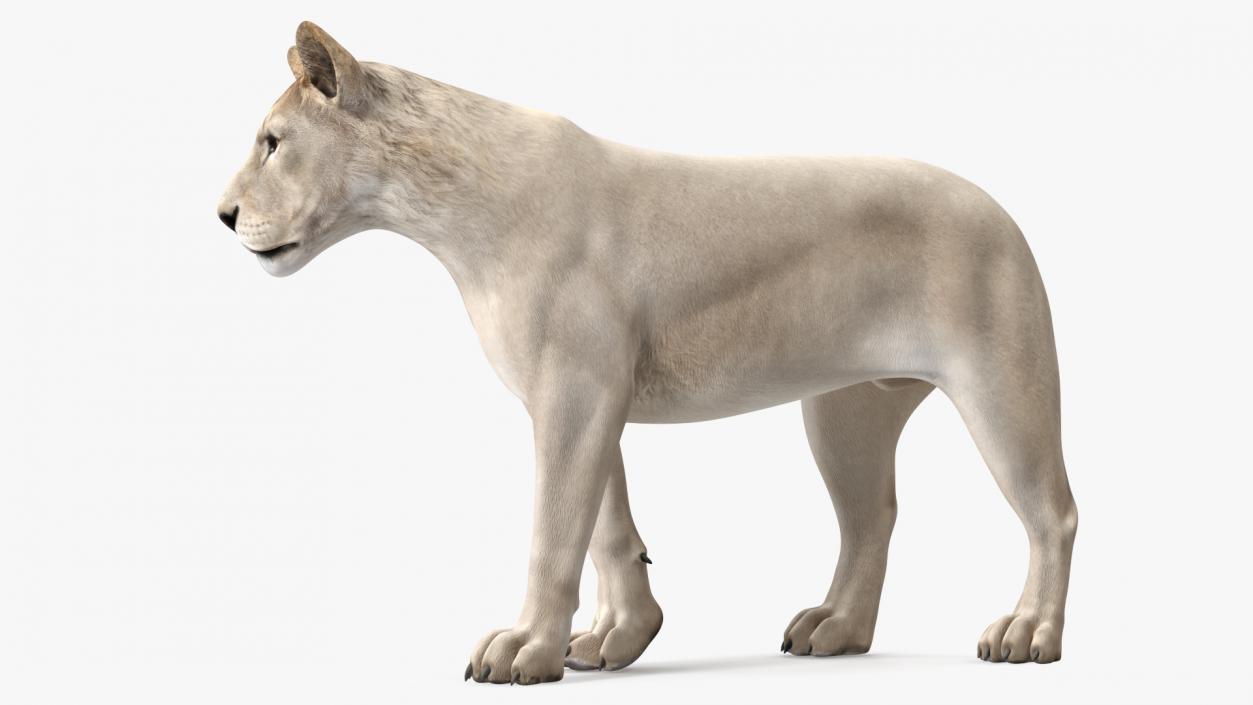 3D Young White Lion Rigged model