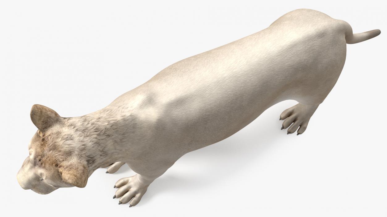 3D Young White Lion Rigged model